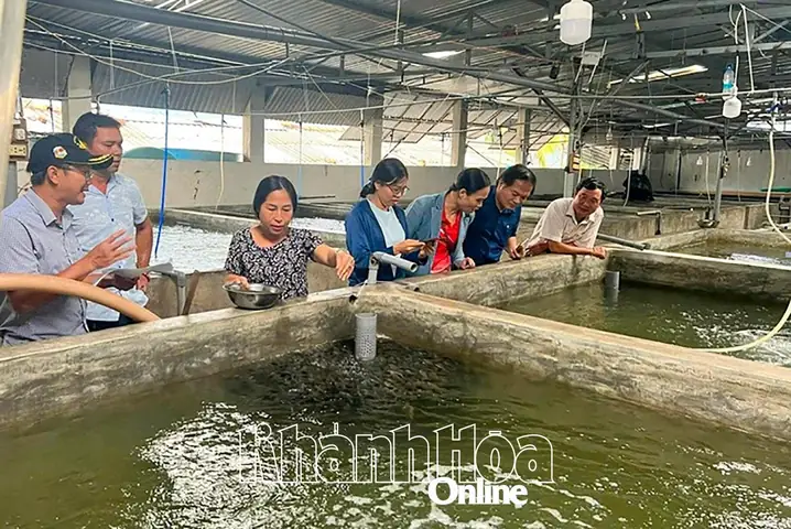 Sản Xuất Giống Cá Mú Trân Châu: Hướng Dẫn Toàn Diện Từ A-z