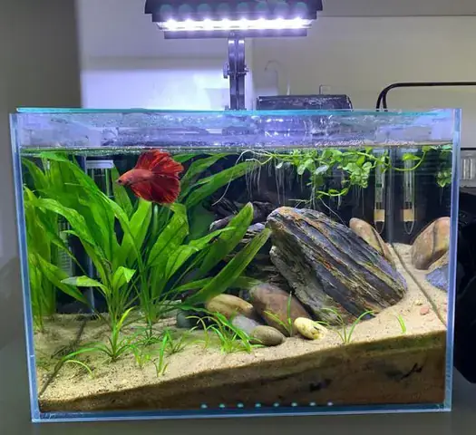 Hướng Dẫn Chi Tiết Setup Bể Cá Betta Đơn Giản, Chuẩn Chuyên Gia