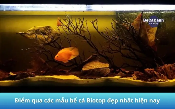 Hướng Dẫn Chi Tiết Cách Setup Bể Cá Biotope Đẹp Và Chuẩn Phong Cách Hướng Dẫn Chi Tiết Cách Setup Bể Cá Biotope Đẹp Và Chuẩn Phong Cách