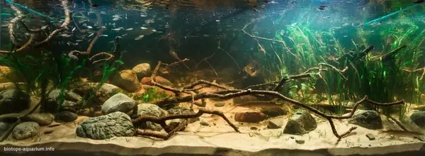 Hướng Dẫn Chi Tiết Cách Setup Bể Cá Biotope Đẹp Và Chuẩn Phong Cách Hướng Dẫn Chi Tiết Cách Setup Bể Cá Biotope Đẹp Và Chuẩn Phong Cách
