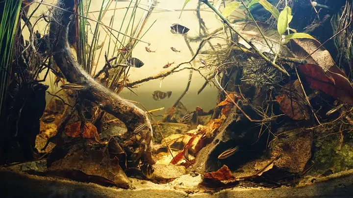 Hướng Dẫn Chi Tiết Cách Setup Bể Cá Biotope Đẹp Và Chuẩn Phong Cách Hướng Dẫn Chi Tiết Cách Setup Bể Cá Biotope Đẹp Và Chuẩn Phong Cách