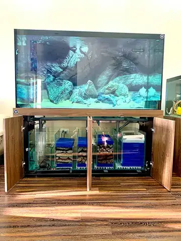 Hướng Dẫn Setup Hồ Cá Dĩa Hoàn Chỉnh: Từ Cơ Bản Đến Nâng Cao