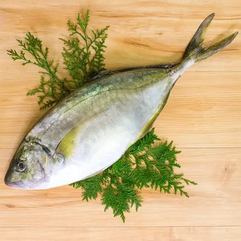 Shima Aji Là Cá Gì? Khám Phá Đặc Điểm Và Giá Trị Của Loài Cá Nục Vàng Nhật Bản