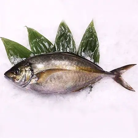 Shima Aji Là Cá Gì? Khám Phá Đặc Điểm Và Giá Trị Của Loài Cá Nục Vàng Nhật Bản