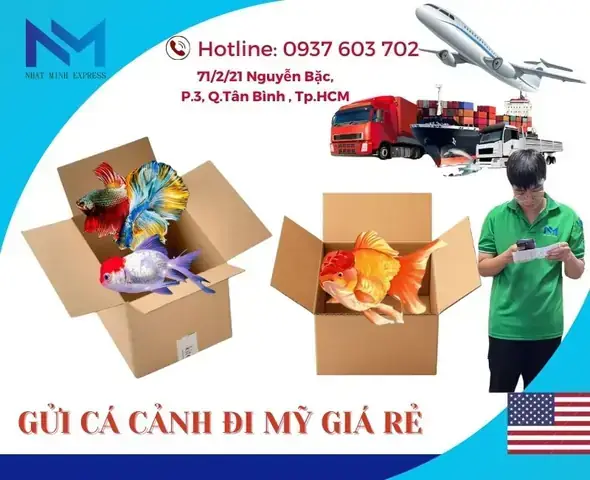 Hướng Dẫn Chi Tiết Cách Ship Cá Cảnh Đi Mỹ An Toàn & Hợp Pháp Hướng Dẫn Chi Tiết Cách Ship Cá Cảnh Đi Mỹ An Toàn & Hợp Pháp