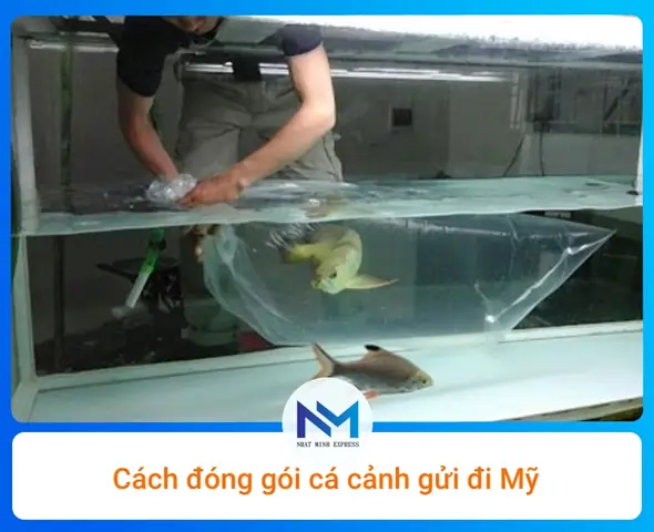 Hướng Dẫn Chi Tiết Cách Ship Cá Cảnh Đi Mỹ An Toàn & Hợp Pháp Hướng Dẫn Chi Tiết Cách Ship Cá Cảnh Đi Mỹ An Toàn & Hợp Pháp