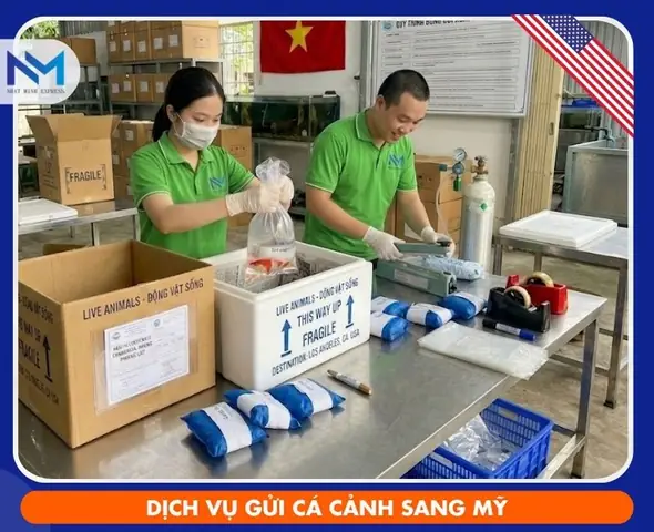Hướng Dẫn Chi Tiết Cách Ship Cá Cảnh Đi Mỹ An Toàn & Hợp Pháp Hướng Dẫn Chi Tiết Cách Ship Cá Cảnh Đi Mỹ An Toàn & Hợp Pháp