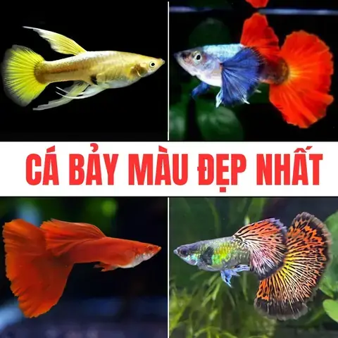 Shop Cá Bảy Màu Giá Rẻ: Địa Điểm Mua, Các Loại & Bí Quyết Chọn