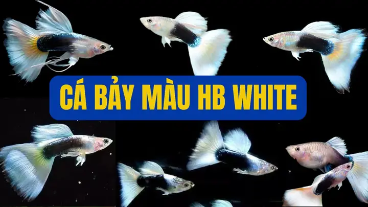 Shop Cá Bảy Màu Giá Rẻ: Địa Điểm Mua, Các Loại & Bí Quyết Chọn