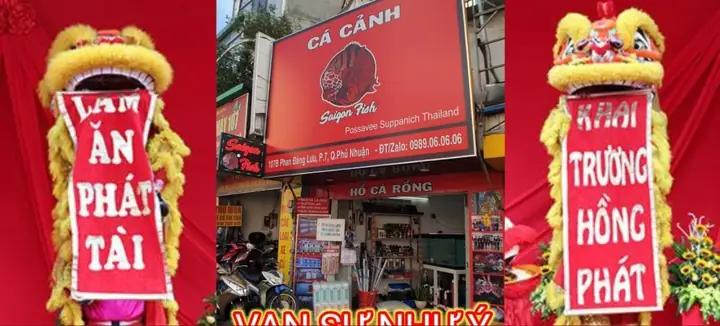 Mua Bán Cá La Hán Uy Tín: Giá Cả, Giống Phổ Biến Và Kinh Nghiệm Chọn Lọc