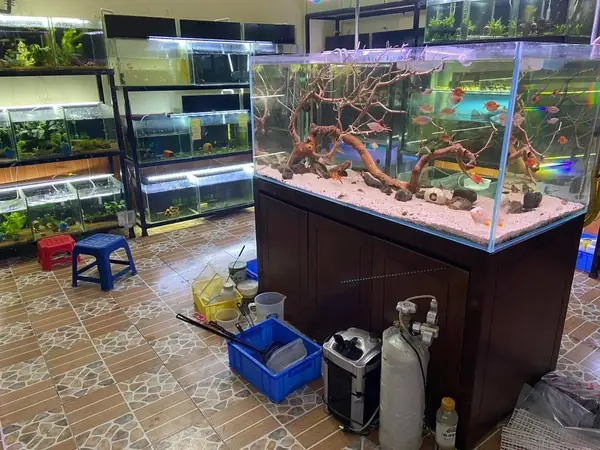 Địa Chỉ Mua Bể Cá Cảnh Uy Tín Và Các Phụ Kiện Liên Quan