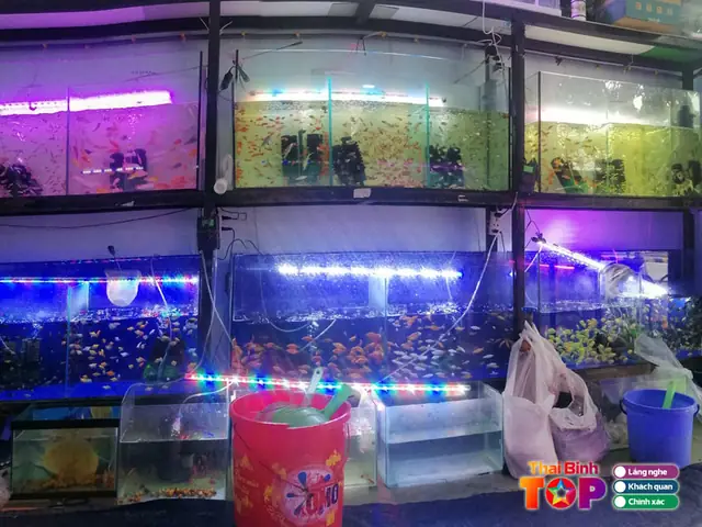 Địa Chỉ Mua Bể Cá Cảnh Uy Tín Và Các Phụ Kiện Liên Quan