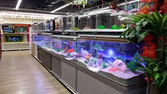 Địa Chỉ Mua Bể Cá Cảnh Uy Tín Và Các Phụ Kiện Liên Quan