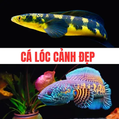 Mua Cá Lóc Cảnh Uy Tín: Địa Chỉ, Giá Tốt & Các Loại Phổ Biến