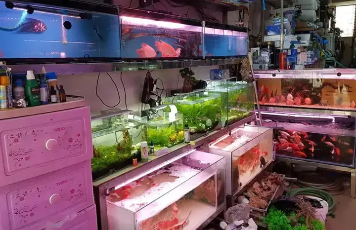 Cá Rồng Bin Nhím: Địa Chỉ Mua, Giá Và Kinh Nghiệm Chăm Sóc Uy Tín Tại Hà Nội