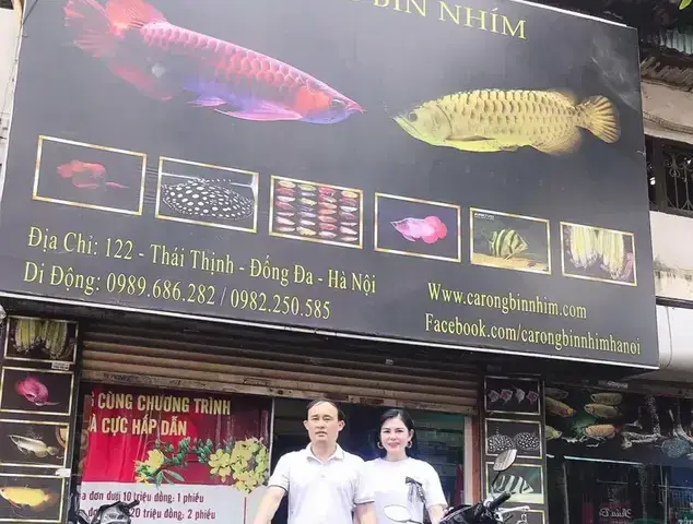 Cá Rồng Bin Nhím: Địa Chỉ Mua, Giá Và Kinh Nghiệm Chăm Sóc Uy Tín Tại Hà Nội