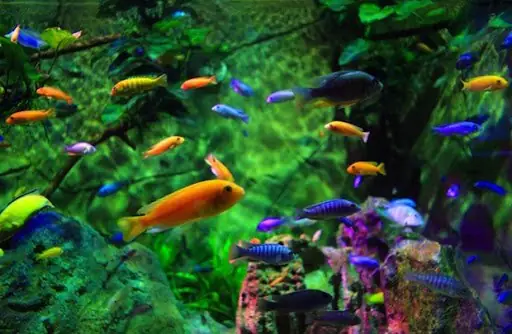 Shop Cá Thủy Sinh Uy Tín: Chọn Mua Cá Cảnh Đẹp, Giá Tốt