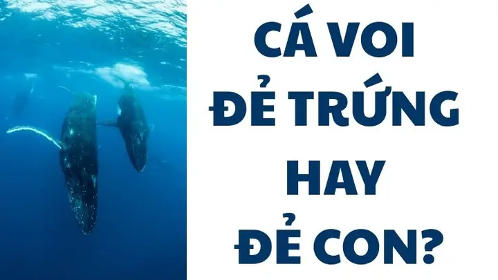 Hành Trình Sinh Sản Của Cá Voi: Từ Giao Phối Đến Khi Con Chào Đời