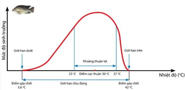 Sơ Đồ Giới Hạn Sinh Thái Cá Rô Phi: Nhiệt Độ, Khoảng Chịu Đựng & Yếu Tố Ảnh Hưởng Sơ Đồ Giới Hạn Sinh Thái Cá Rô Phi: Nhiệt Độ, Khoảng Chịu Đựng & Yếu Tố Ảnh Hưởng