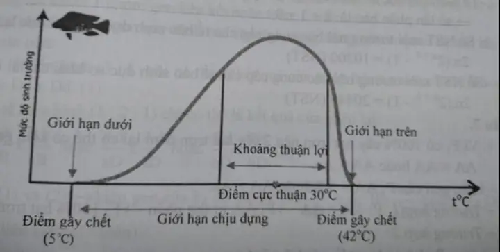 Sơ Đồ Giới Hạn Sinh Thái Cá Rô Phi: Nhiệt Độ, Khoảng Chịu Đựng & Yếu Tố Ảnh Hưởng Sơ Đồ Giới Hạn Sinh Thái Cá Rô Phi: Nhiệt Độ, Khoảng Chịu Đựng & Yếu Tố Ảnh Hưởng