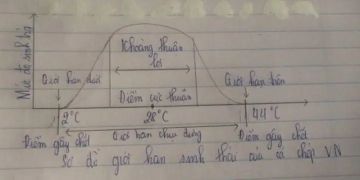 Sơ Đồ Giới Hạn Sinh Thái Cá Rô Phi: Nhiệt Độ, Khoảng Chịu Đựng & Yếu Tố Ảnh Hưởng Sơ Đồ Giới Hạn Sinh Thái Cá Rô Phi: Nhiệt Độ, Khoảng Chịu Đựng & Yếu Tố Ảnh Hưởng
