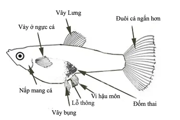 Sơ Đồ Lai Cá Bảy Màu: Hướng Dẫn Chi Tiết Từ A-z Cho Người Mới Bắt Đầu