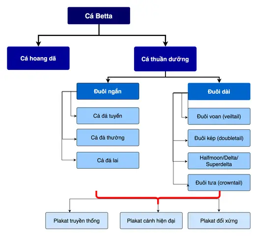 Sơ Đồ Lai Tạo Cá Betta: Hướng Dẫn Từ A-z Cho Người Mới Bắt Đầu