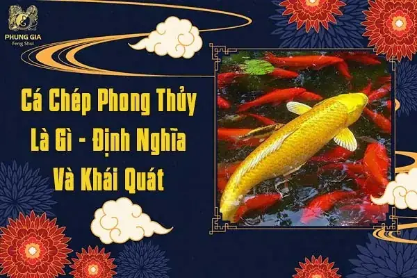 Số Lượng Cá Chép Theo Phong Thủy: Ý Nghĩa & Cách Nuôi Hút Tài Lộc