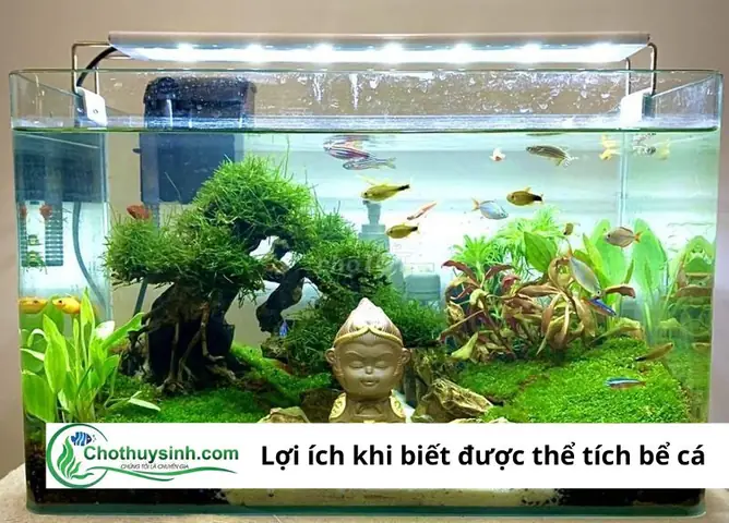 Số Lượng Cá Lý Tưởng Cho Bể: Hướng Dẫn Chi Tiết Từ Chuyên Gia