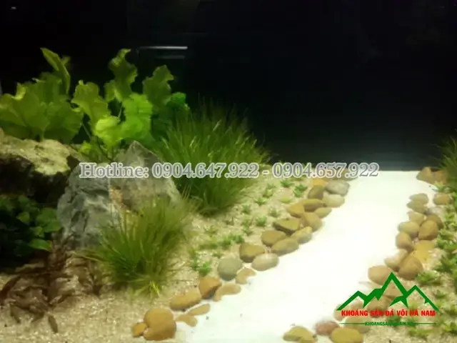 Sỏi Rải Bể Cá: Hướng Dẫn Chọn Lọc, Sử Dụng & Lợi Ích Cho Hồ Thủy Sinh Sỏi Rải Bể Cá: Hướng Dẫn Chọn Lọc, Sử Dụng & Lợi Ích Cho Hồ Thủy Sinh