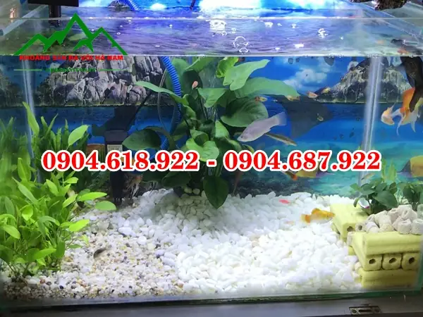 Sỏi Rải Bể Cá: Hướng Dẫn Chọn Lọc, Sử Dụng & Lợi Ích Cho Hồ Thủy Sinh Sỏi Rải Bể Cá: Hướng Dẫn Chọn Lọc, Sử Dụng & Lợi Ích Cho Hồ Thủy Sinh