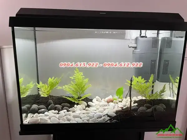 Sỏi Trắng Bể Cá: Hướng Dẫn Chọn, Sử Dụng Và Lưu Ý Quan Trọng