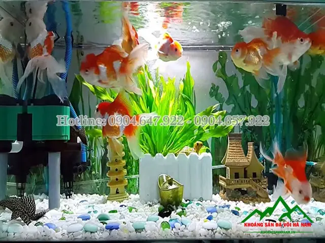 Sỏi Trắng Bể Cá: Hướng Dẫn Chọn, Sử Dụng Và Lưu Ý Quan Trọng