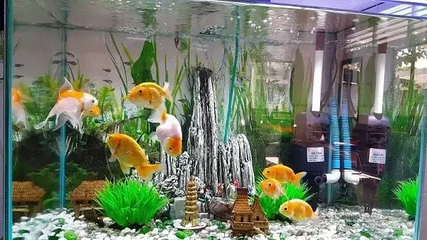 Hướng Dẫn Sửa Máy Bơm Bể Cá Tại Nhà: Khắc Phục Lỗi Phổ Biến, Nguyên Nhân Và Cách Xử Lý