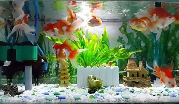 Hướng Dẫn Sửa Máy Bơm Bể Cá Tại Nhà: Khắc Phục Lỗi Phổ Biến, Nguyên Nhân Và Cách Xử Lý