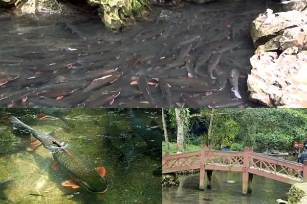 Khám Phá Suối Cá Thần Cẩm Lương: Điểm Đến Hấp Dẫn Gần Sầm Sơn Khám Phá Suối Cá Thần Cẩm Lương: Điểm Đến Hấp Dẫn Gần Sầm Sơn