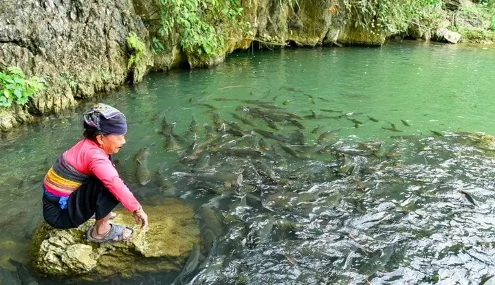 Khám Phá Suối Cá Thần Cẩm Lương: Điểm Đến Hấp Dẫn Gần Sầm Sơn Khám Phá Suối Cá Thần Cẩm Lương: Điểm Đến Hấp Dẫn Gần Sầm Sơn