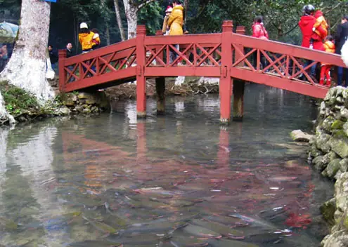 Khám Phá Suối Cá Thần Cẩm Lương: Điểm Đến Hấp Dẫn Gần Sầm Sơn Khám Phá Suối Cá Thần Cẩm Lương: Điểm Đến Hấp Dẫn Gần Sầm Sơn