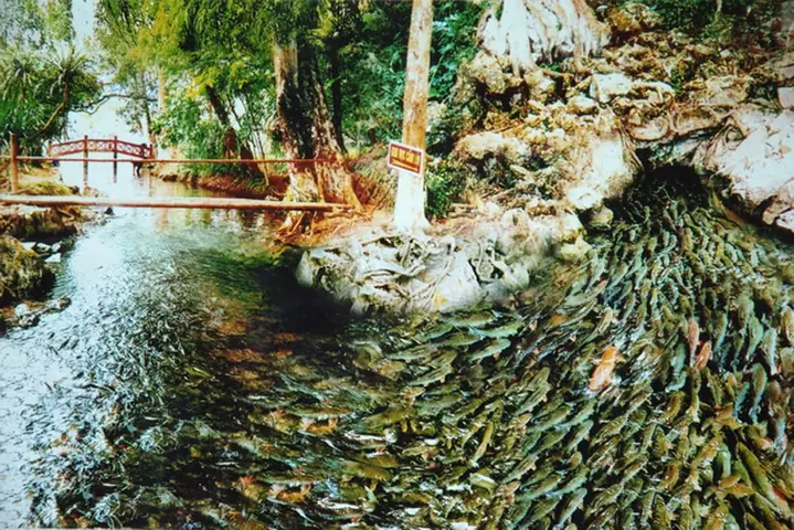 Khám Phá Suối Cá Thần Cẩm Lương: Điểm Đến Hấp Dẫn Gần Sầm Sơn Khám Phá Suối Cá Thần Cẩm Lương: Điểm Đến Hấp Dẫn Gần Sầm Sơn