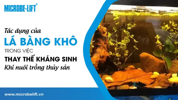 Tác Dụng Của Lá Bàng Với Cá Rồng: Lợi Ích, Cách Dùng Và Lưu Ý Quan Trọng