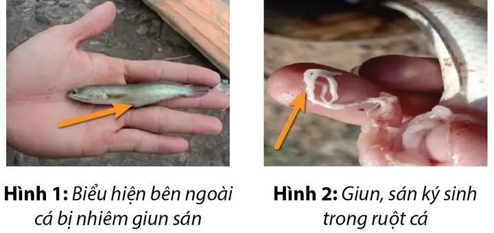 Hướng Dẫn Tẩy Giun Cho Cá Lóc Nuôi: Quy Trình & Lưu Ý Hiệu Quả Hướng Dẫn Tẩy Giun Cho Cá Lóc Nuôi: Quy Trình & Lưu Ý Hiệu Quả