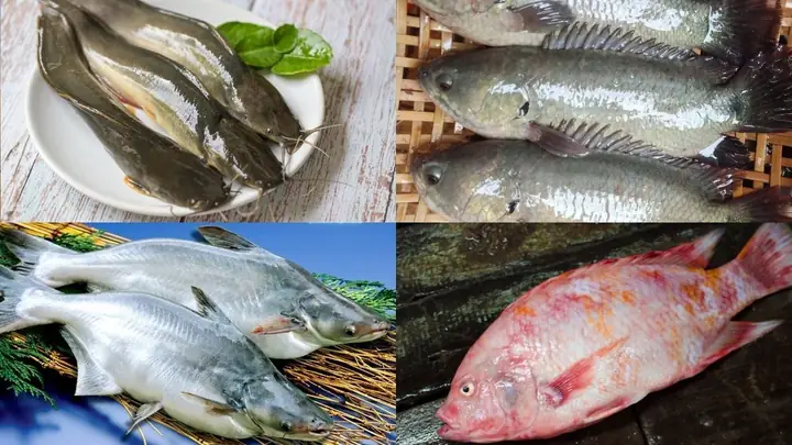 Khám Phá Thế Giới Các Loại Cá: Từ Nước Ngọt Đến Biển Cả Và Cá Cảnh