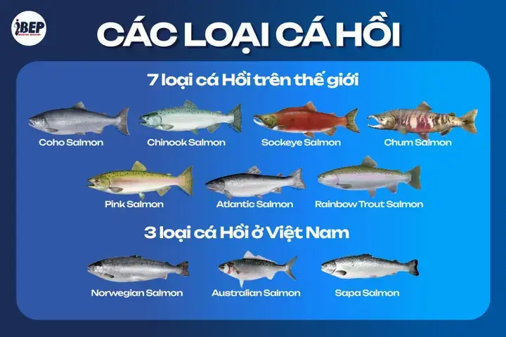 Khám Phá Thế Giới Các Loại Cá: Từ Nước Ngọt Đến Biển Cả Và Cá Cảnh