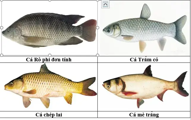 Tổng Hợp Và Phân Loại Các Loại Cá Đồng Phổ Biến Tại Việt Nam