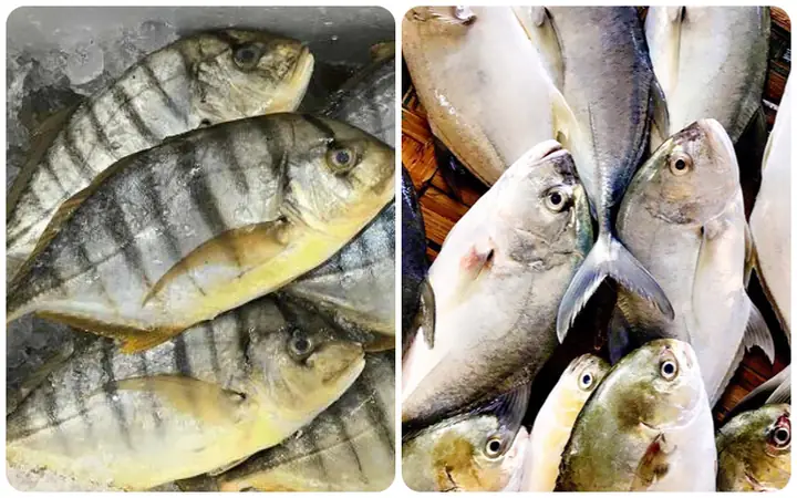 Top Các Loài Cá Nước Lợ Phổ Biến Tại Việt Nam Bạn Nên Biết Top Các Loài Cá Nước Lợ Phổ Biến Tại Việt Nam Bạn Nên Biết