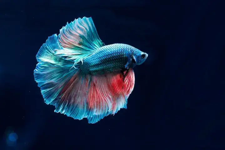 Khám Phá Thế Giới Đa Dạng: Tên Các Loài Cá Phổ Biến Trên Toàn Cầu