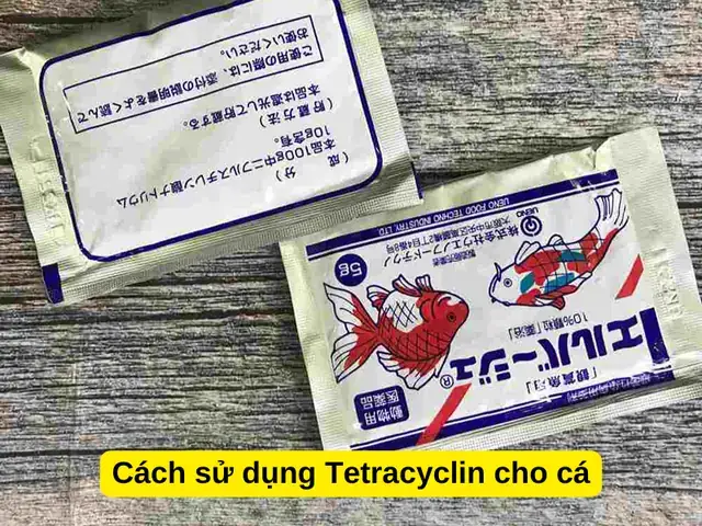 Hướng Dẫn Chi Tiết Sử Dụng Tetracyclin Cho Cá Bảy Màu: Liều Dùng, Cách Dùng & Lưu Ý An Toàn