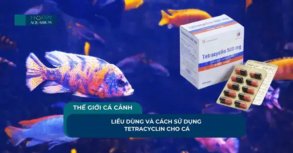 Hướng Dẫn Chi Tiết Sử Dụng Tetracyclin Cho Cá Bảy Màu: Liều Dùng, Cách Dùng & Lưu Ý An Toàn