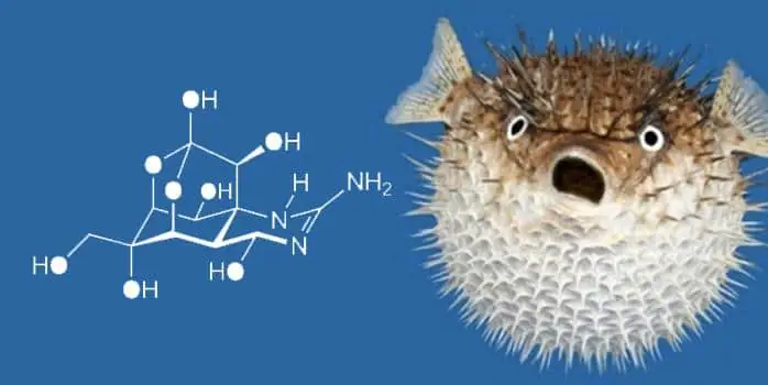 Tetrodotoxin (ttx) Trong Cá Nóc: Nguồn Gốc, Mức Độ Nguy Hiểm Và Cách Phòng Tránh Ngộ Độc Tetrodotoxin (ttx) Trong Cá Nóc: Nguồn Gốc, Mức Độ Nguy Hiểm Và Cách Phòng Tránh Ngộ Độc