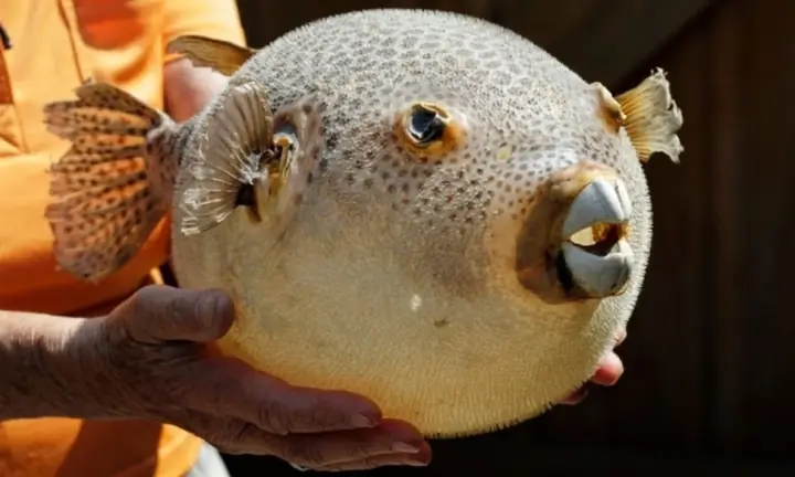Tetrodotoxin (ttx) Trong Cá Nóc: Nguồn Gốc, Mức Độ Nguy Hiểm Và Cách Phòng Tránh Ngộ Độc Tetrodotoxin (ttx) Trong Cá Nóc: Nguồn Gốc, Mức Độ Nguy Hiểm Và Cách Phòng Tránh Ngộ Độc